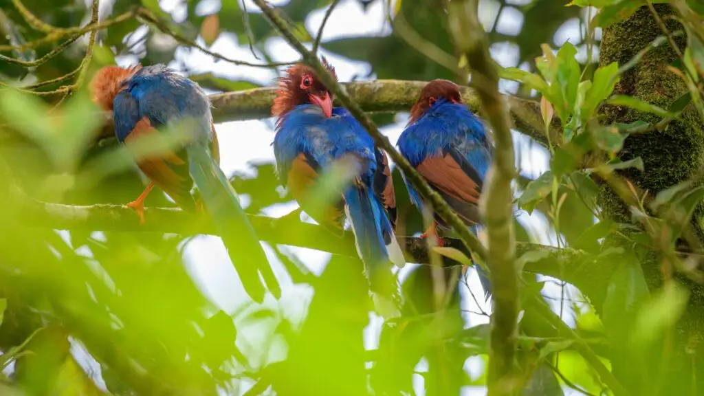 Sinharaja Rainforest