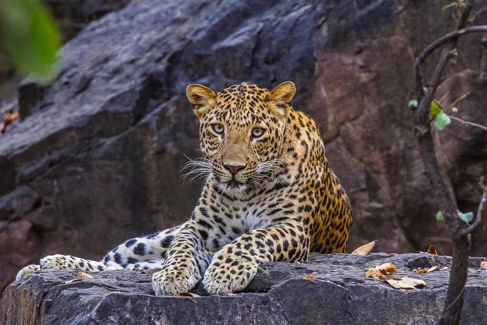 Yala National Park